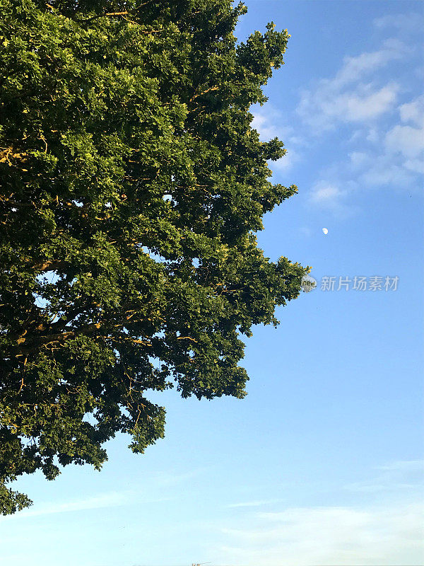 这是高尔夫球场上常见的欧洲英语橡树/拉丁名quercus robur，以蓝天、绿色草坪和树木为背景，橡子与橡树叶隔离